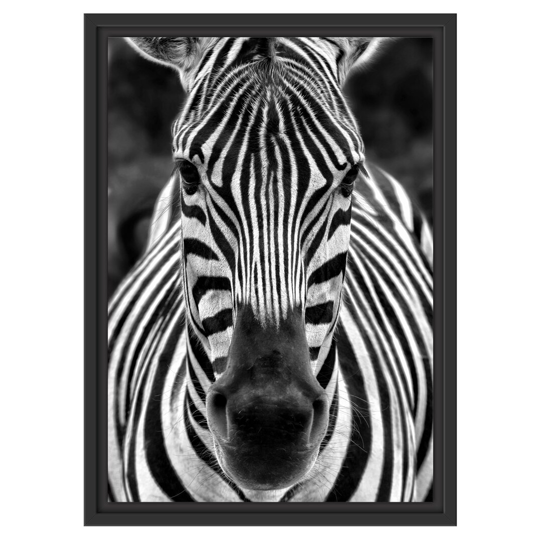 Gerahmtes Wandbild Zebra Porträt