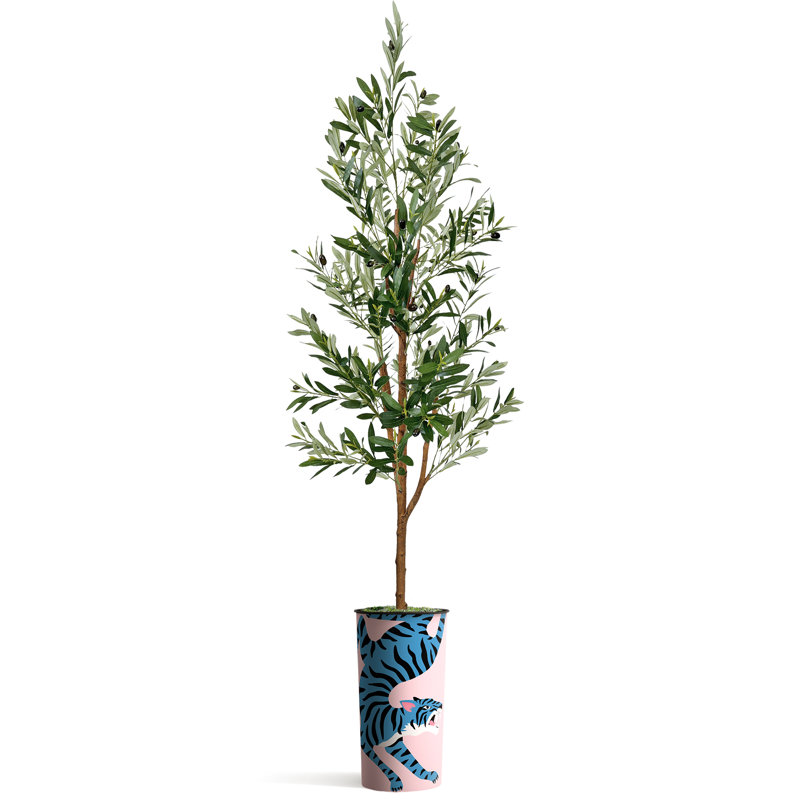 68 plantes, Tigre bleu