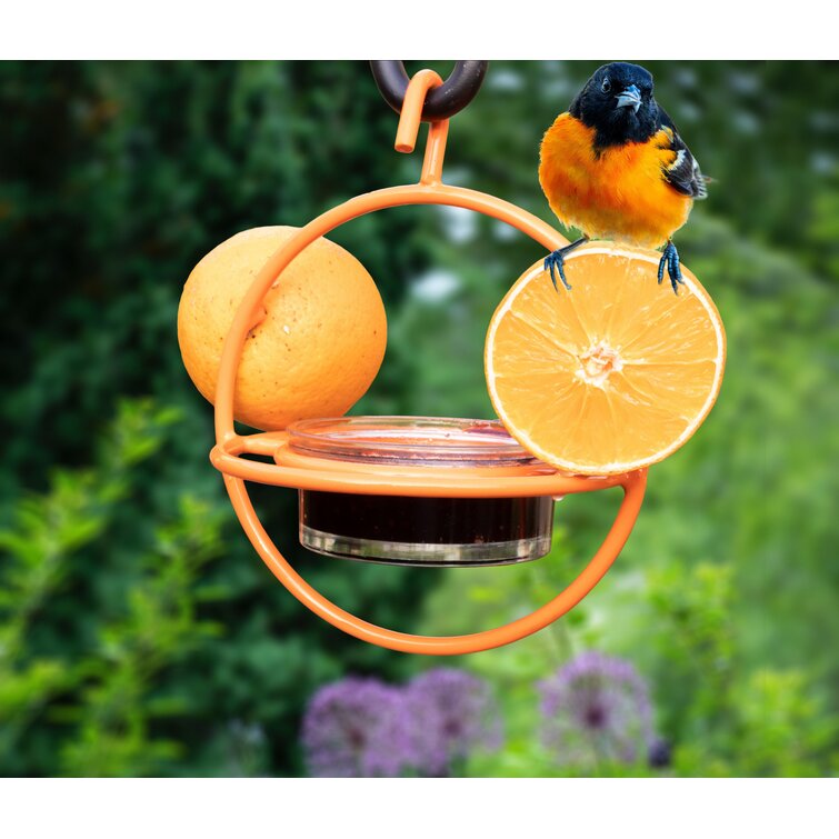 Attracting Baltimore orioles: Put a piece of orange and some jelly