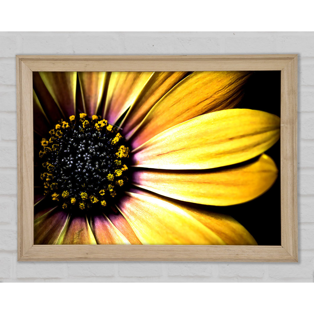 Golden Black Daisy - Druck