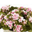 Kalanchoe Arrangement in Fiberstone Pot-1077015223