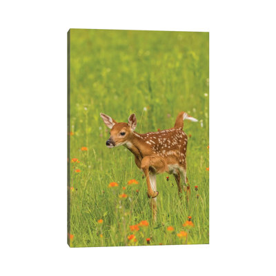 USA, Minnesota, Pine County. Captive fawn. 1 Piece Wrapped Canvas Wall Art