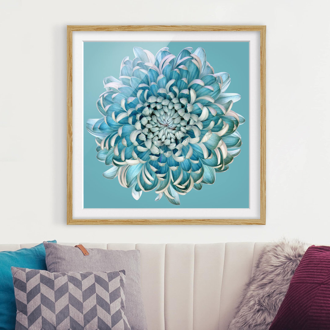 Gerahmtes Papierbild Blaue Chrysantheme