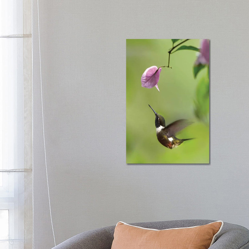 Purple-Throated Woodstar Hummingbird Hovering Near Bougainveillea Flower, Ecuador by Tim Fitzharris - Wrapped Canvas Print