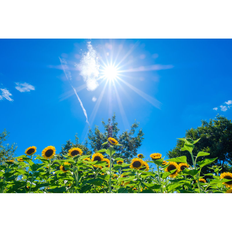 Lapotin Sunflower Field - Wrapped Canvas Print, 30cm H x 46cm W x 3.8cm D