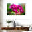Harnek Pink Moth Orchid Blooms-108736233
