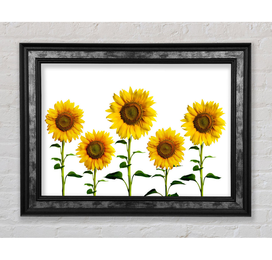 Sunflower Mayhem - Drucken