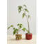 Pot Cucina 5,25 po x 4,5 po