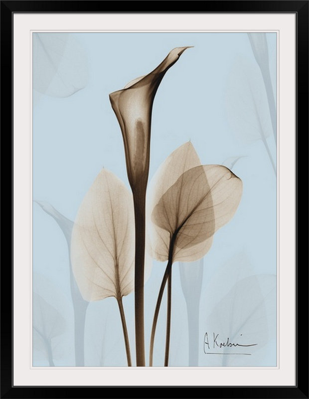 Reproduction de photo Manigault "Calla Lily X-Ray floral" par Kiranjit, l 44 po x P 35 po x H 1 po, Cadre noir