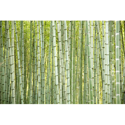 Bamboo Trees by Cebas - Wrapped Canvas Print