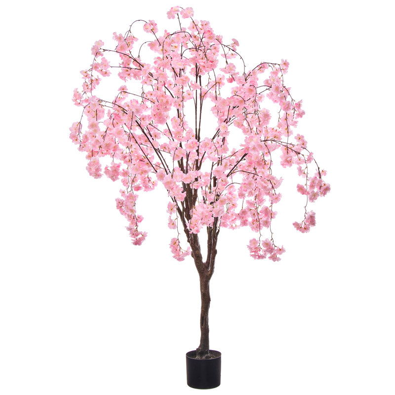 Cerisier 6 pi, Cerisier rose qui pleure