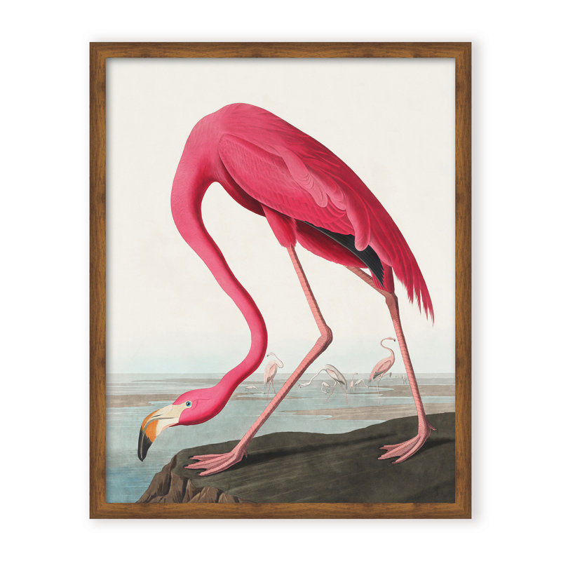 Coastal Retreat Pink Flamingo II From Birds Of America (1827), 24" H x 16" W x 2.375" D, Framed Canvas, Black