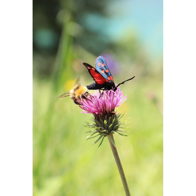 Raeford Butterfly - Wrapped Canvas Print, 76 cm H x 51 cm W x 3.8 cm D
