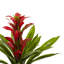 Ensemble de 4 plantes à floraison artificielle Bromeliad-32554271