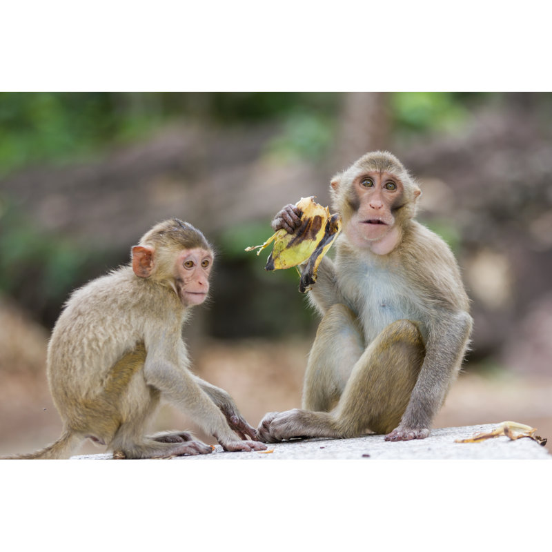 Monkey by Ittipon2002 - Wrapped Canvas Print, 30cm H x 46cm W x 3.8cm D