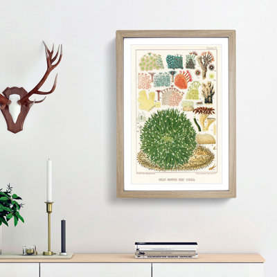 Great Barrier Reef Corals by W. Saville-Kent - Picture Frame Painting Print