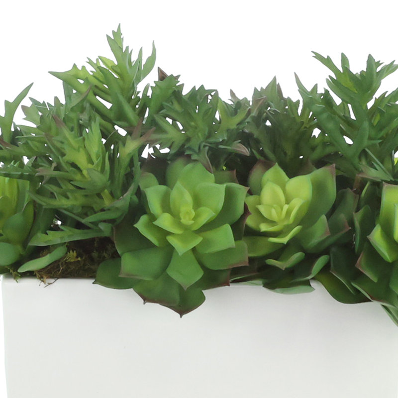 Agave et Echeveria en pot de fibres