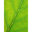 Autumn Leaf by Philippe Monthoux-65800578-132455093