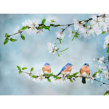 Blue Birds In Cherry Blossoms 1 Print by Beth Sheridan
