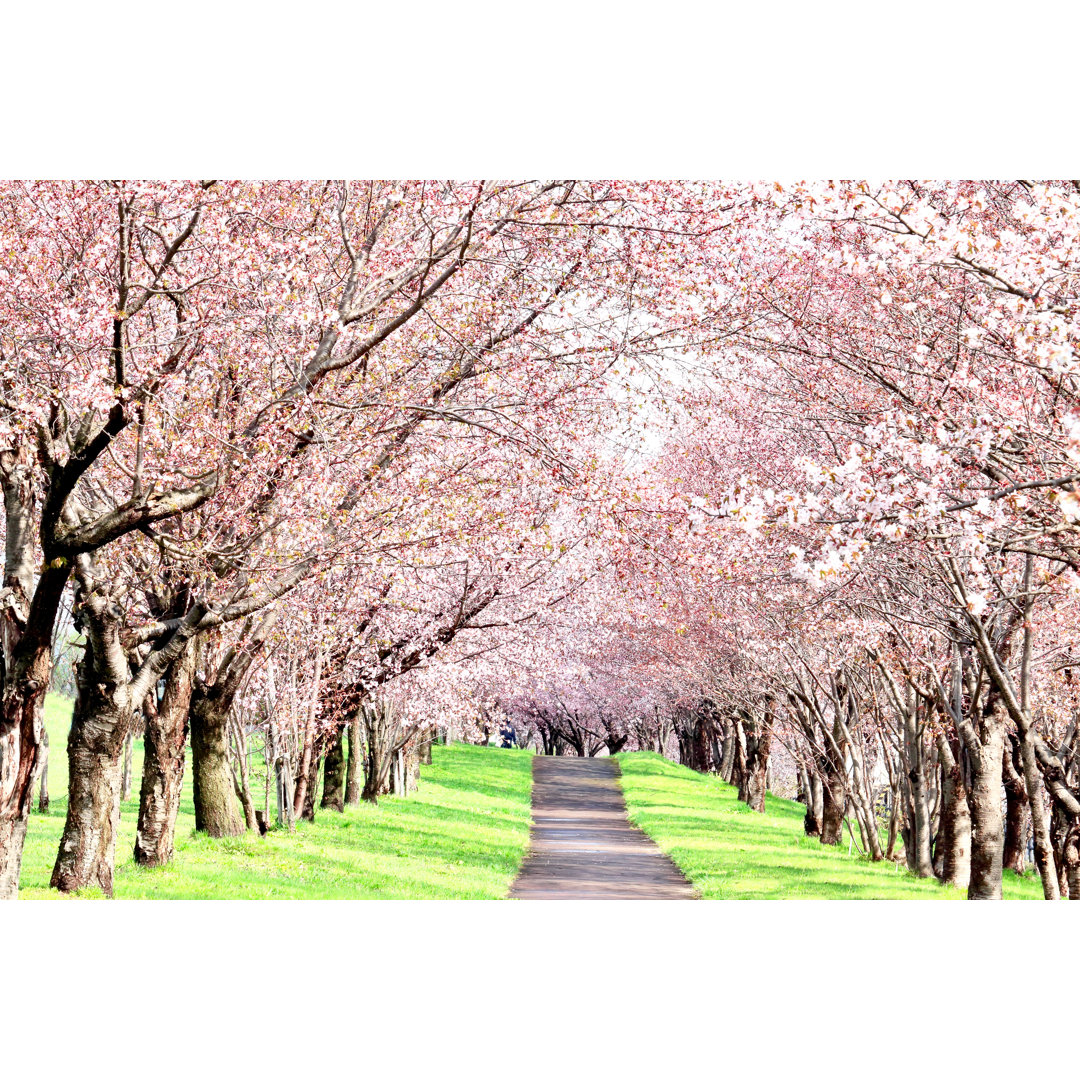 Cherry Tunnel von Kudou - Kunstdrucke auf Leinwand