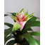 Bromélia artificiel rose de 30 cm