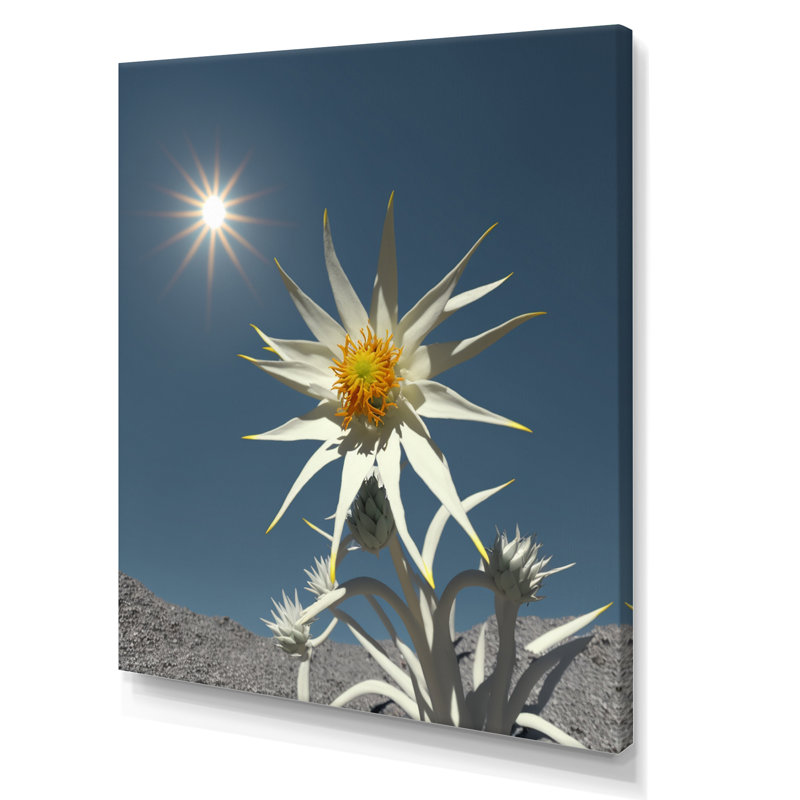 «Blossoming Edelweiss Flower Under Sun», reproduction sur toile, Toile tendue, H 40 po x l 30 po