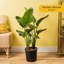 Costa Farms Indoor White Bird of Paradise House Plant in 10-inch Nursery Pot