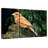 Red Canary Bird-1479028477