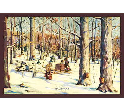 Sugar Maple Painting Print