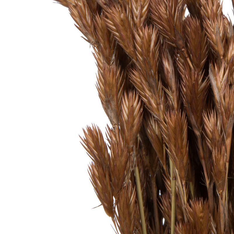33'' Plant