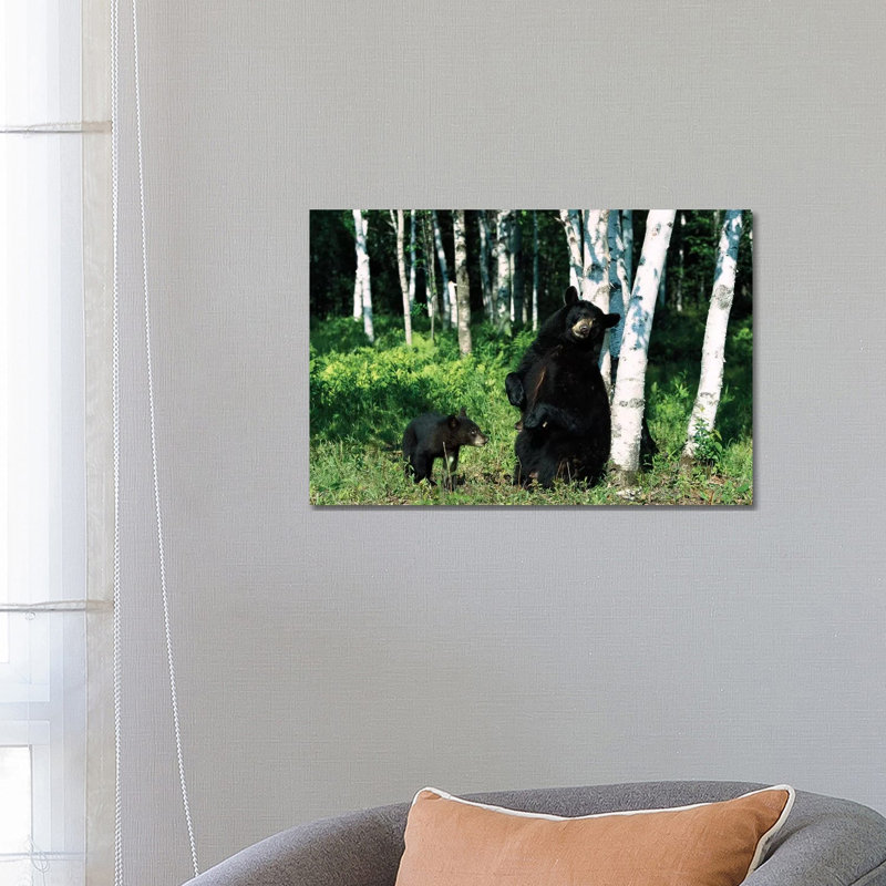 Black Bear Sow Scratching On Birch Tree With Cub Watching, North America by Konrad Wothe - Wrapped Canvas Print