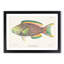 Tropical Fish by Henry Baldwin - Framed Print-55615273-55615275