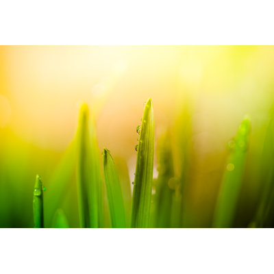 Morning Dew par Pawel.Gaul
