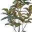 Magnolia 7 pi avec pot en plastique noir de 9,5 po