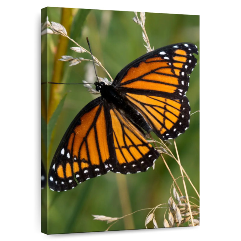 Brampt Monarch Butterfly Up Close, 39" H x 26" W