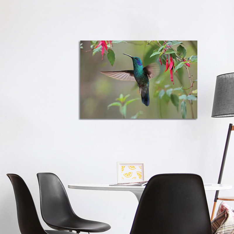 Green Violet-Ear Hummingbird Foraging, Costa Rica by Tim Fitzharris - Wrapped Canvas Print