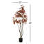 Arbre 4 'Cotinus Coggygria-20583850