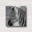  «Stain Glass Zebra» par Rich Monet, art mural en métal, 12 po x 12 po-698664070