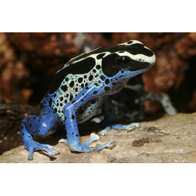 Poison Dart Frog - Wrapped Canvas Print