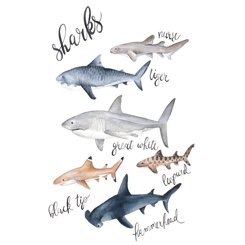 " Sharks " by Leah Tedesco, Wrapped Canvas, No Mat, 18" H x 12" W