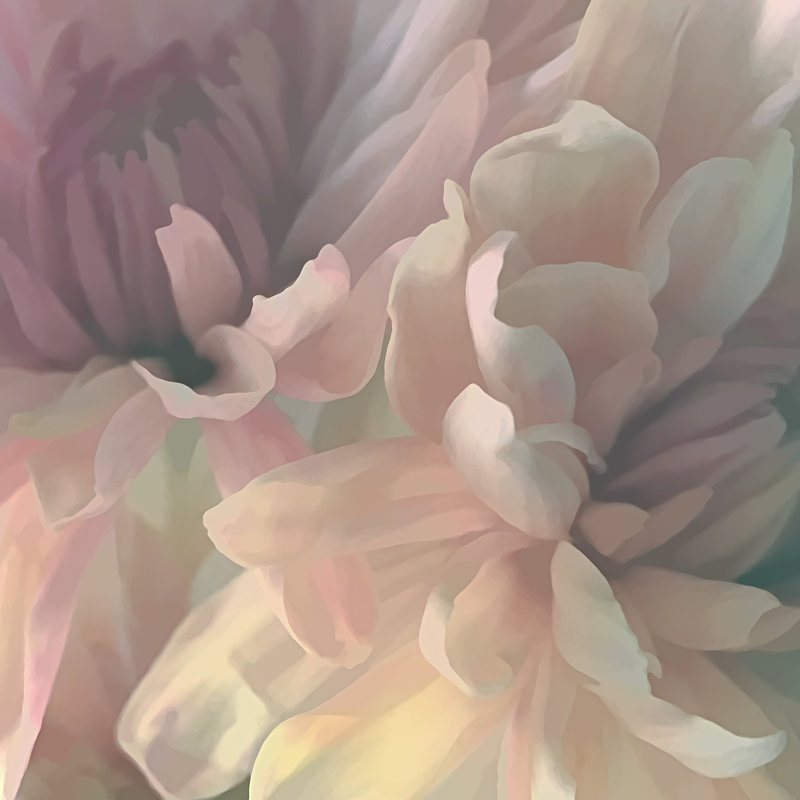 Pink Floral - Wrapped Canvas Print, 51cm H x 51cm W