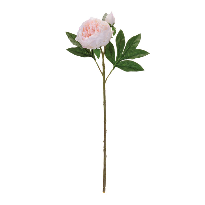 Pivoine florale, Rose clair