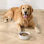 Anti-Skid Pet Bowl