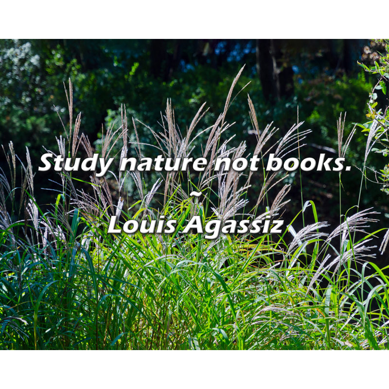 Louis Agassiz Quote: Study nature not books., 15" H x 18" W