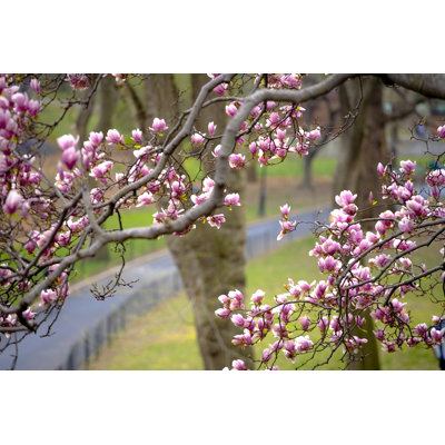 Deracy Pathway Through The Park - Wrapped Canvas Print