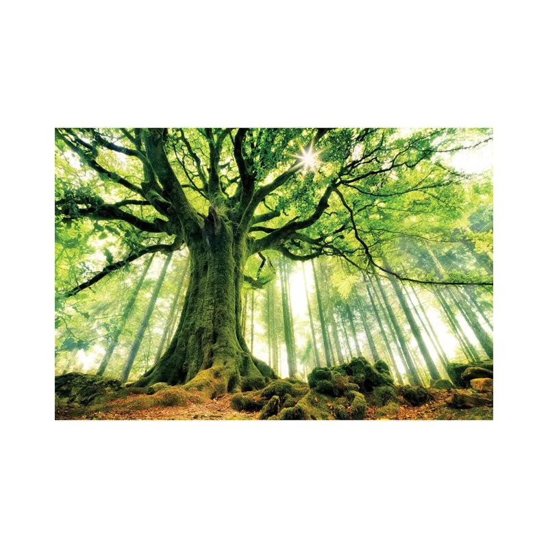 Ponthus' Beech by Christophe Kiciak - No Frame Print on Plastic / Acrylic, Wrapped Canvas, 20.32 cm H x 30.48 cm W
