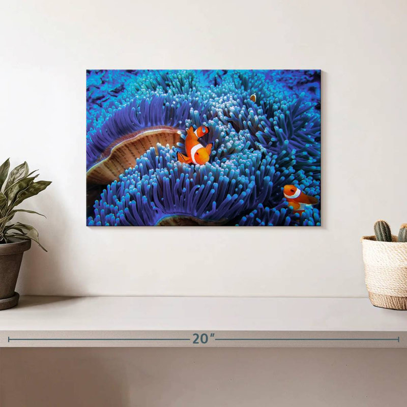 Bali sea anemone clownfish Aletra, H 8 po x l 12 po