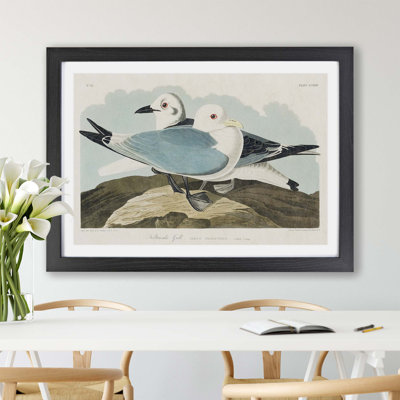 Two Kittiwake Gulls by John Audubon - Framed Print