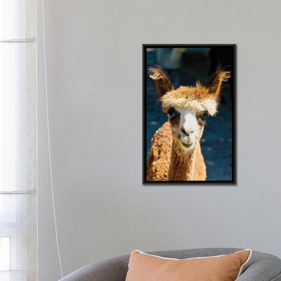 " Happy Brown Alpaca " by Susan Vizvary