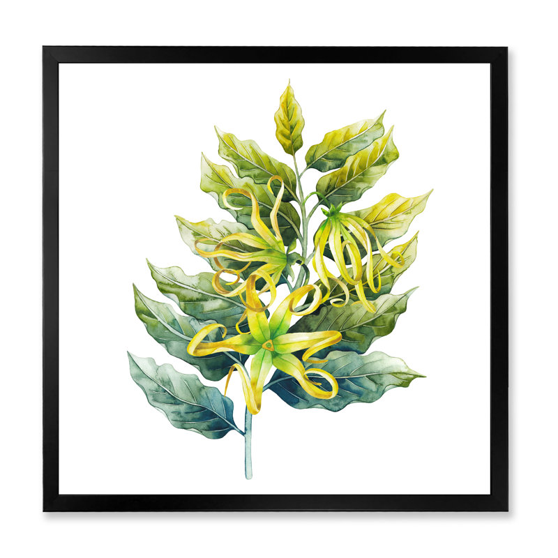 «Ylang Ylang Flower», impression sur toile, H 36 po x l 36 po x 1,5 po, Cadre photo noir